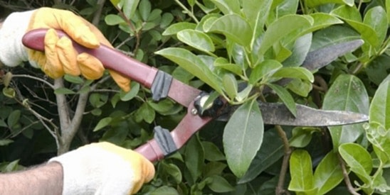 What is Pruning