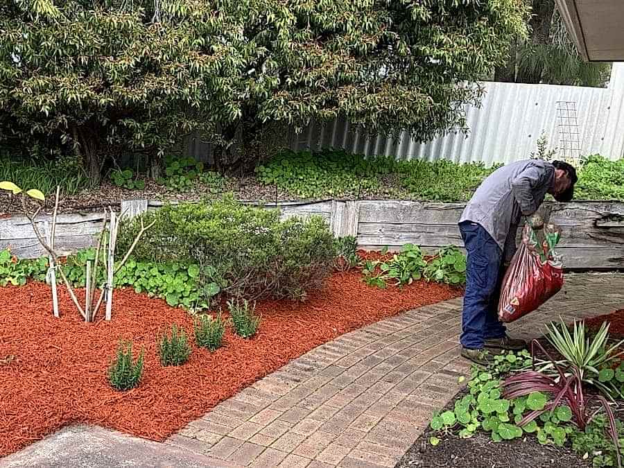 gardener applying mulch in perth garden beds
